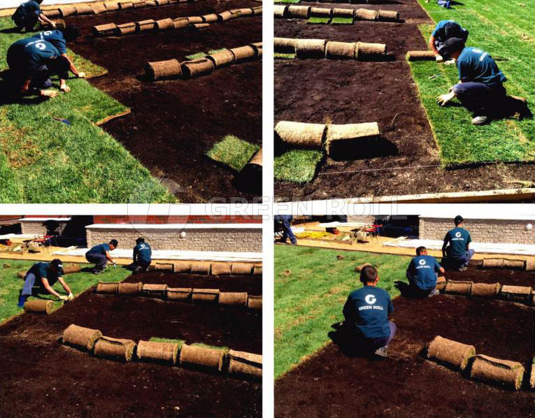 Как восстановить газон на даче
