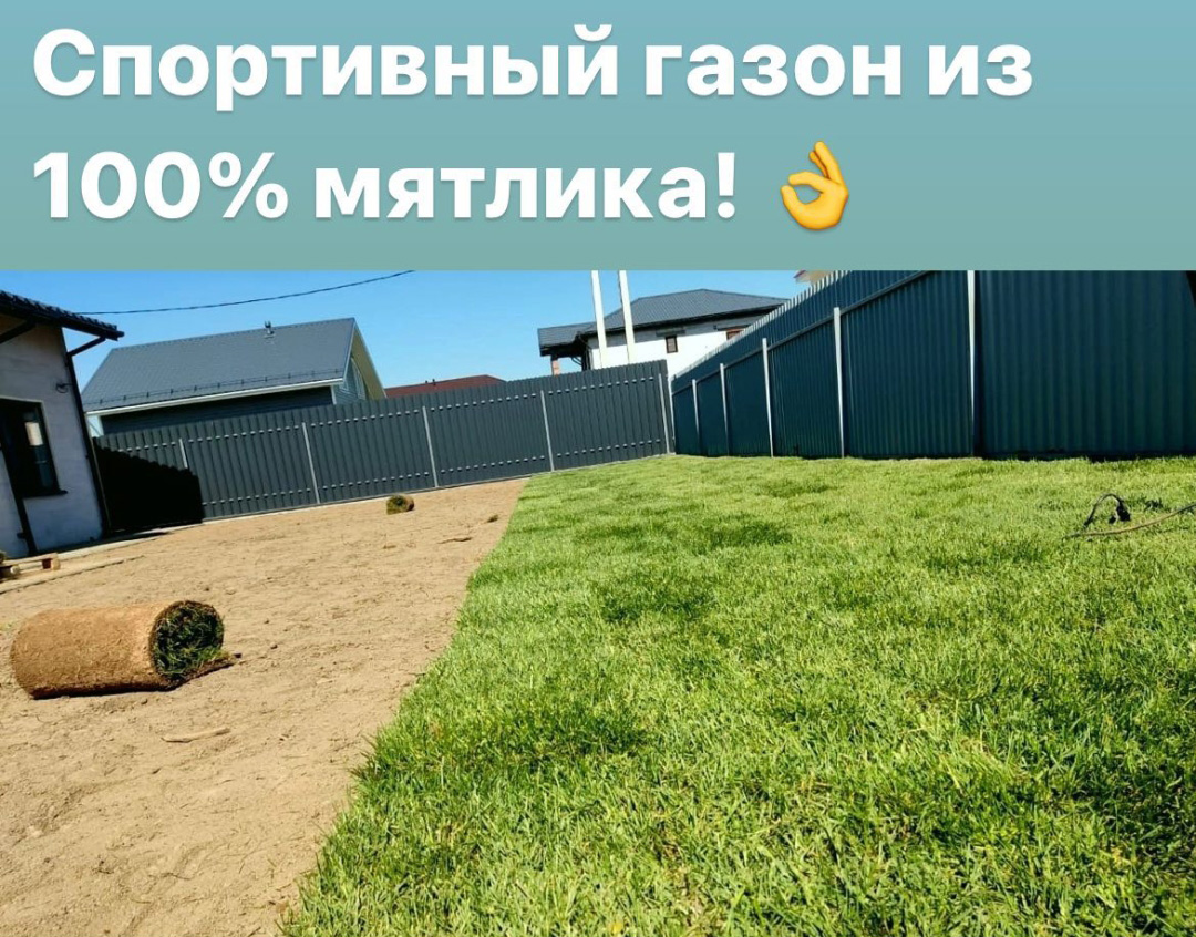 Укладка спортивного газона из 100% мятлика фото