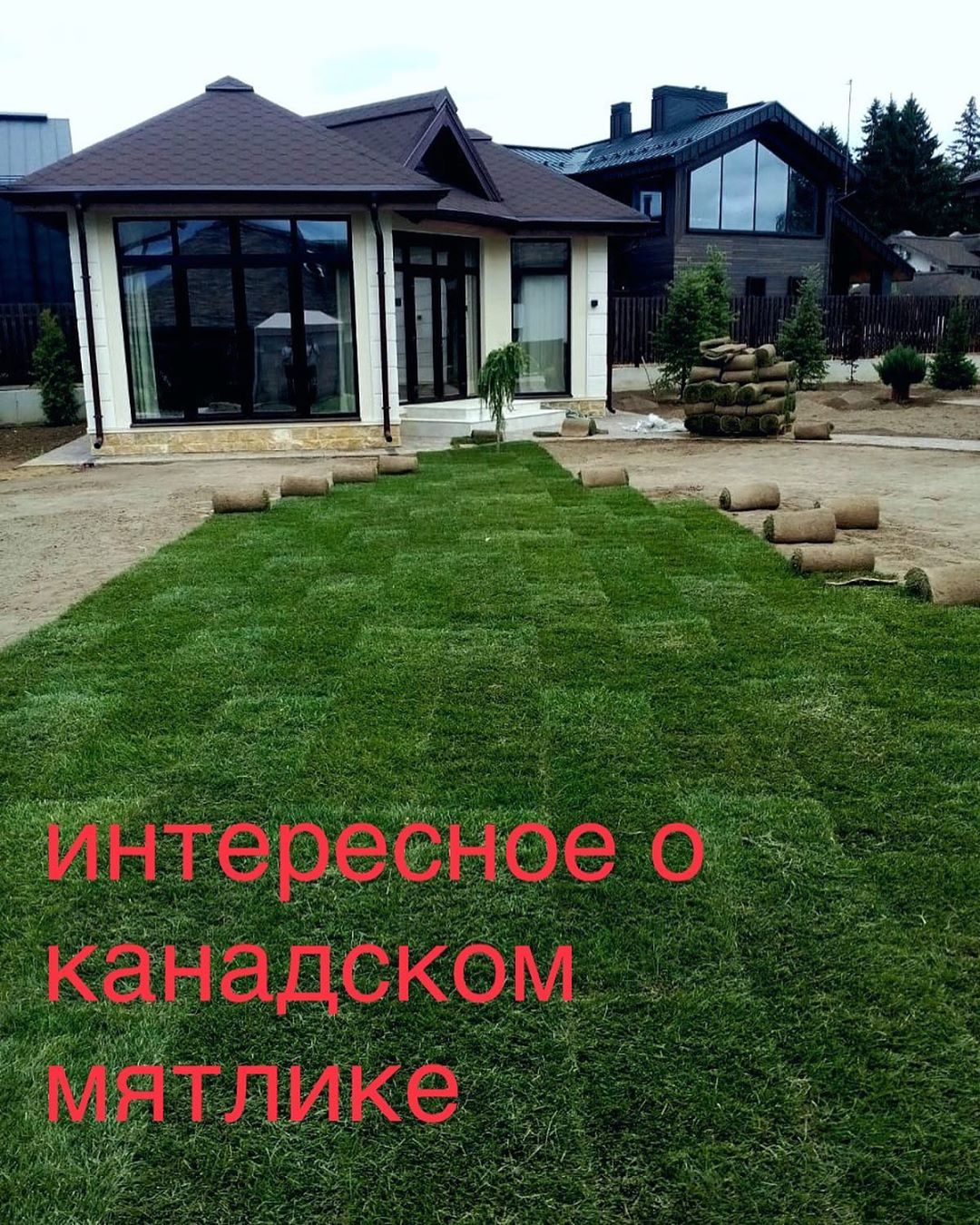 Элитный газон из мятлика Элитный газон из мятлика
