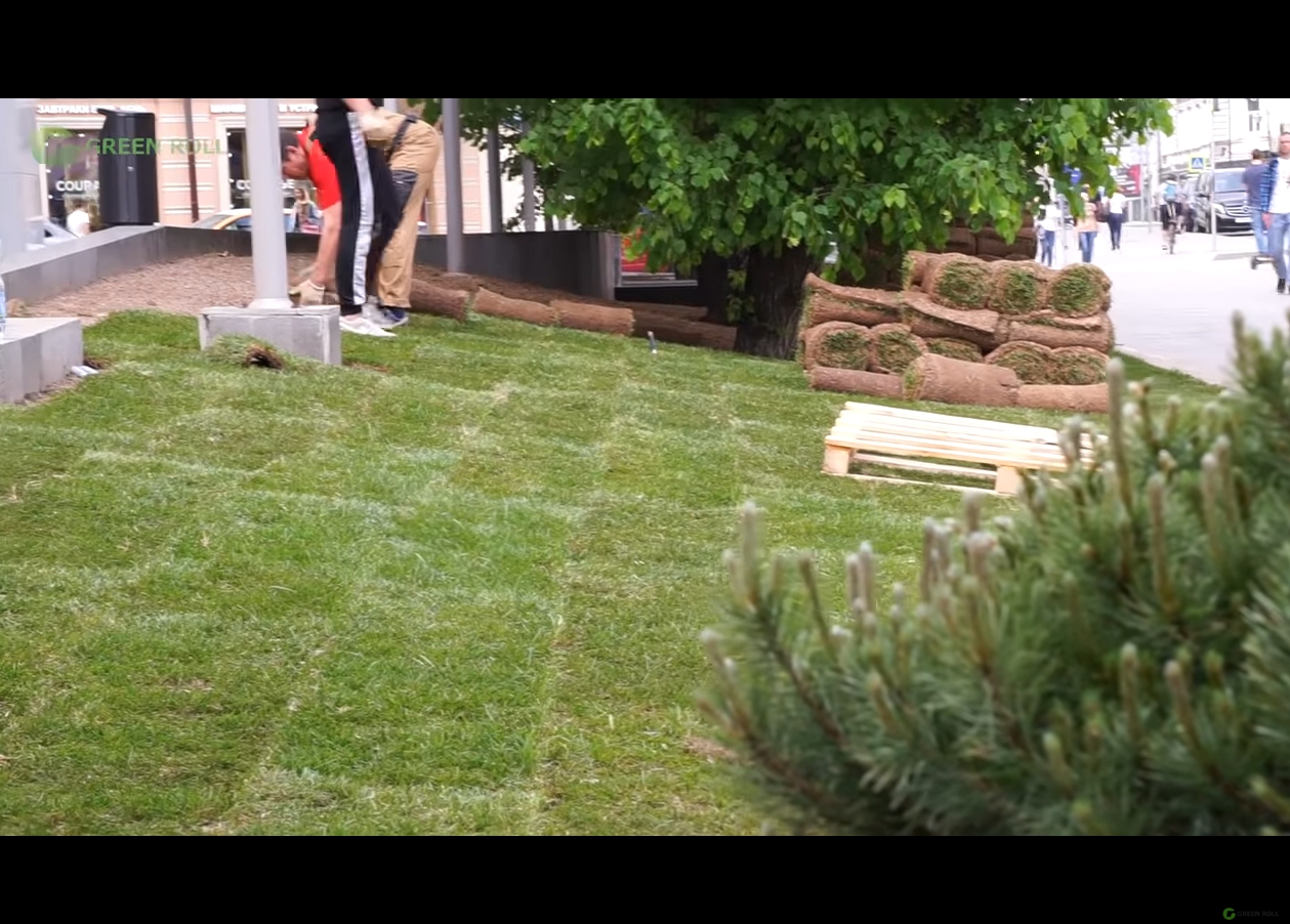 Укладка рулонного газона по правилам (видео) фото