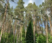 Замена газона на объекте