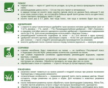 Обновили рекомендации по уходу за рулонным газоном