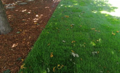 Сочетание газона и коры  лиственницы фото 2