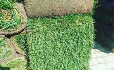 В каком состоянии приезжает рулонный газон для укладки? На что обратить внимание при приёмке? фото 2