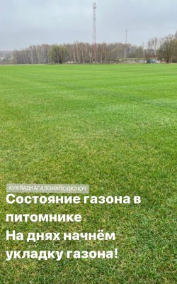 cостояние газона фото 6 cостояние газона фото 6