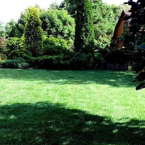 теневыносливый газон фото теневыносливый газон фото